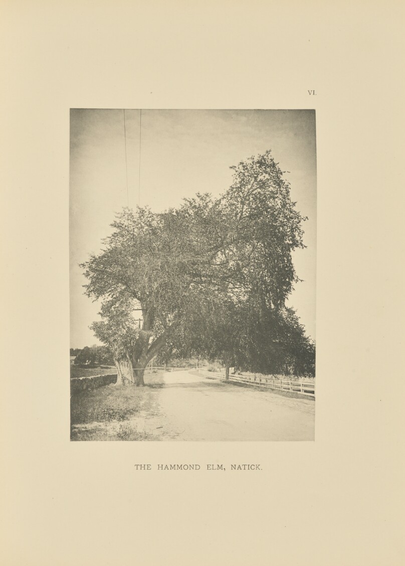 The Hammond Elm, Natick