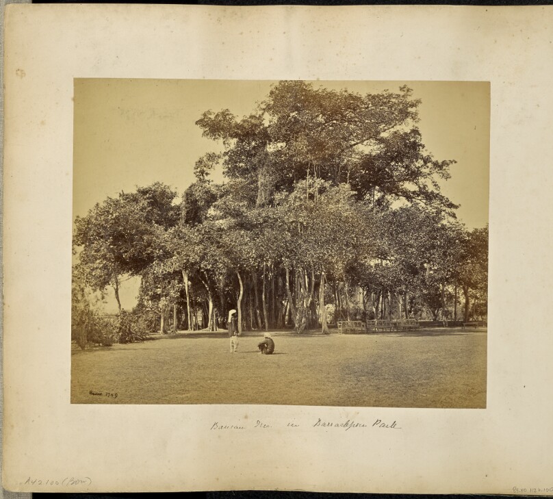 Calcutta; Banian Tree in Barrackpore Park, general view