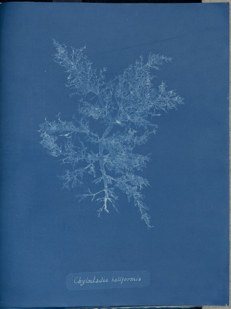 Chylocladia kaliformis.