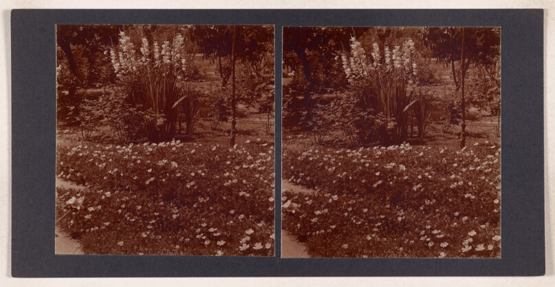 [Ice plant in bloom, tall flowers in background]