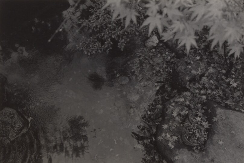 [Trees, Leaves and Stream, Niihama, Japan]