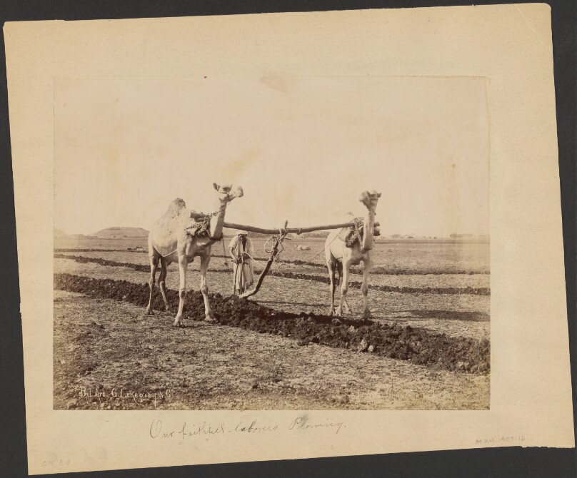 Chameaux Labourer