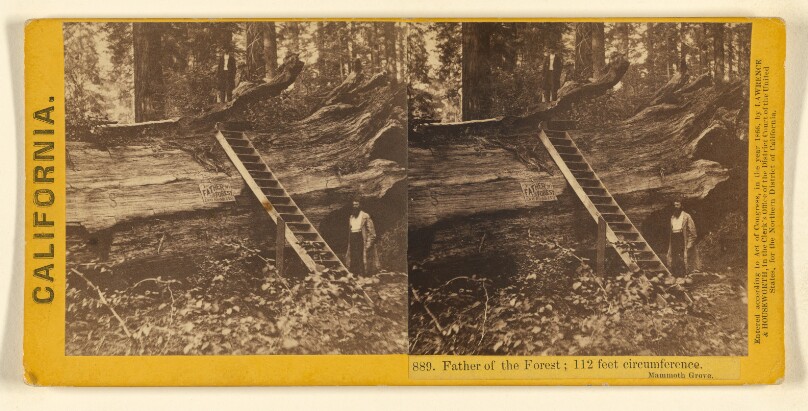 Father of the Forest; 112 feet circumference. Mammoth Grove.
