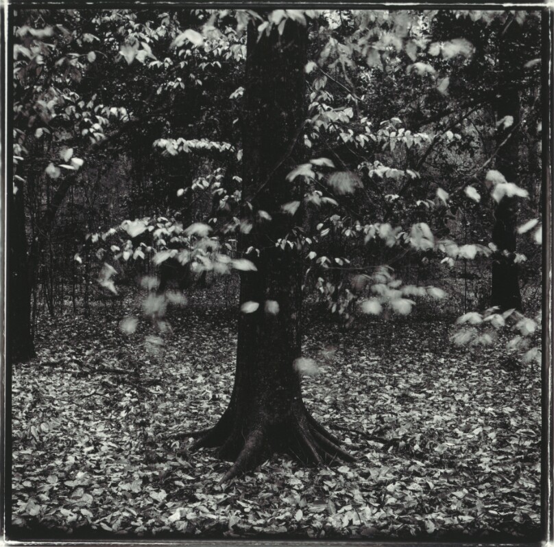 Beech Tree
