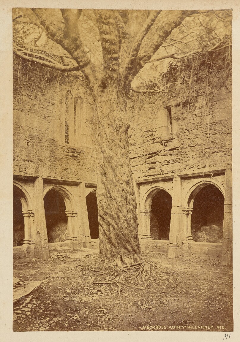 Muckross Abbey, Killarney
