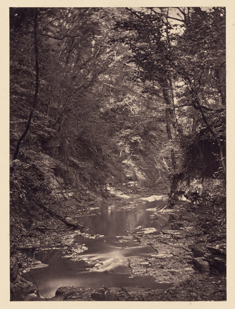 [Forest stream]
