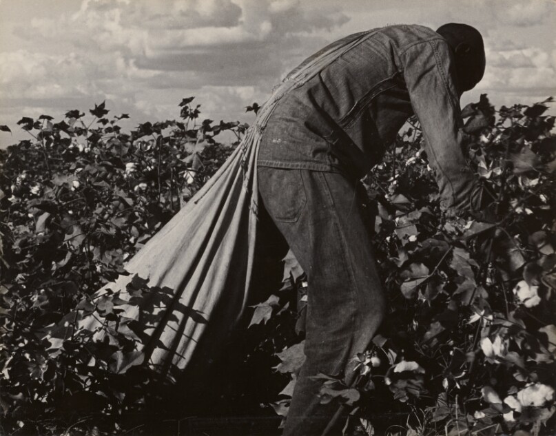 Stoop Labor in Cotton Field, San Joaquin Valley, California