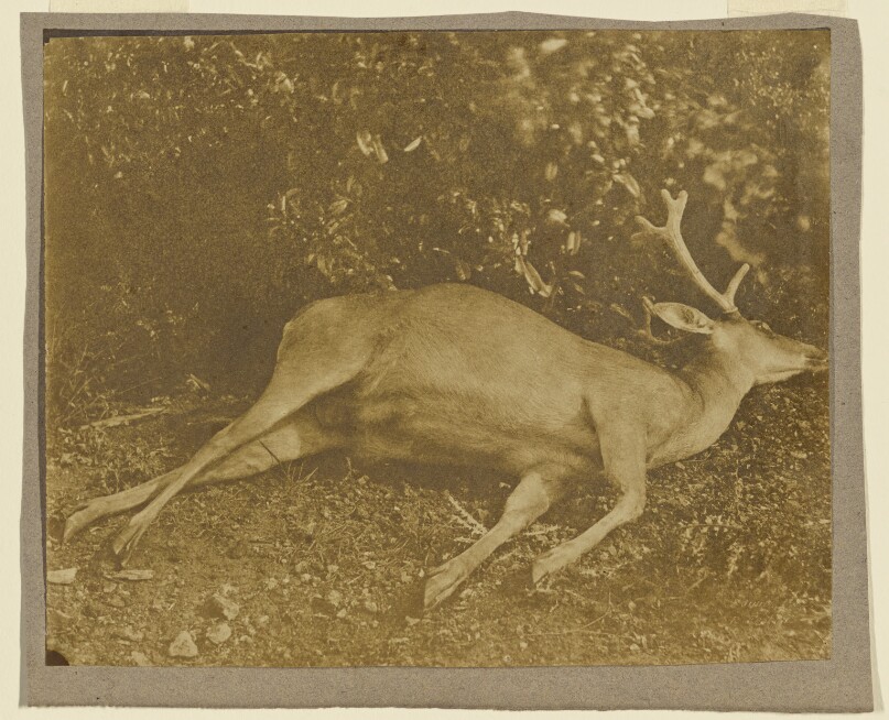 [Dead Stag]