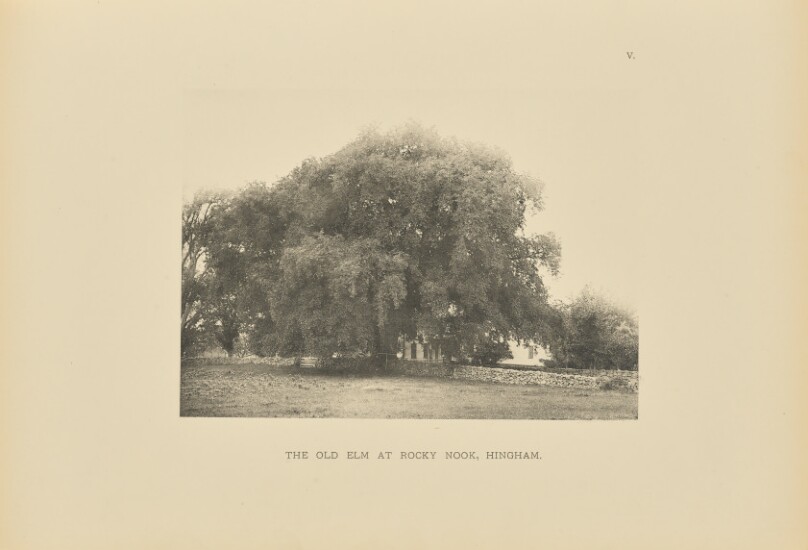 The Old Elm at Rocky Nook, Hingham