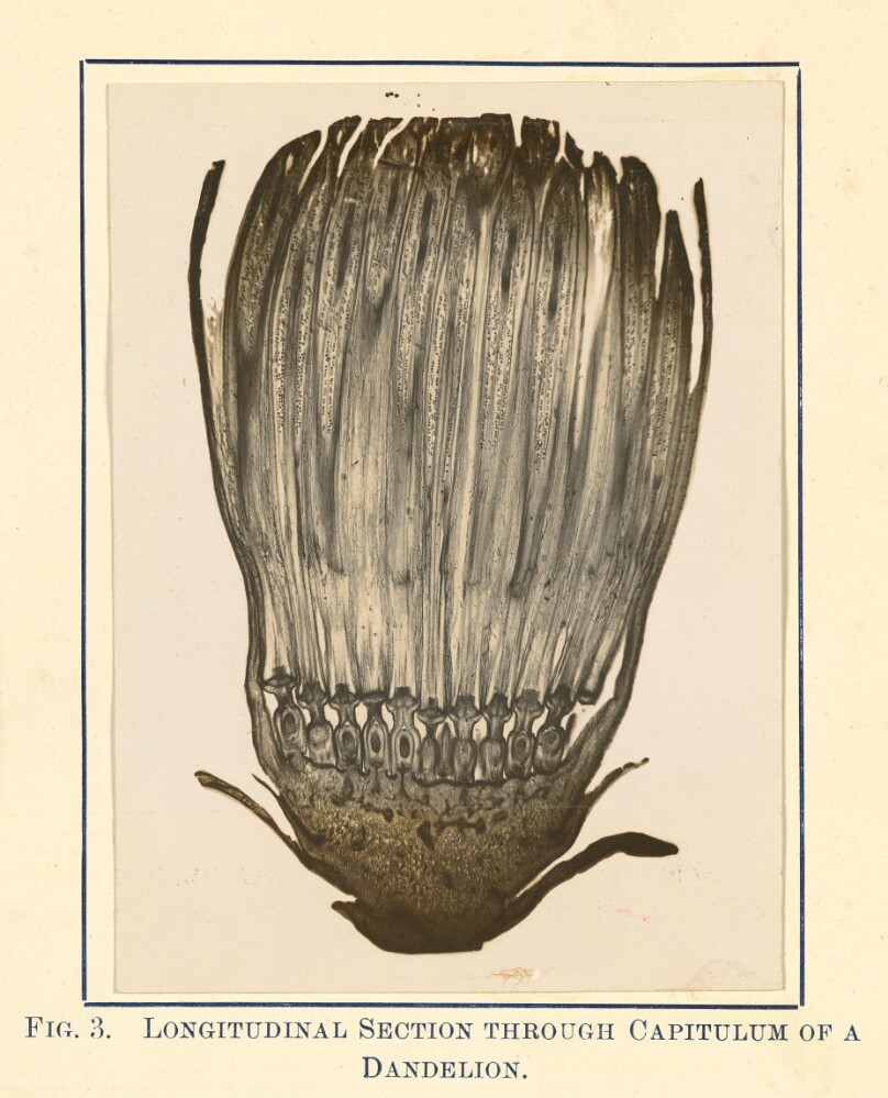 [View of Dandelion Plant - Longitudinal Section]