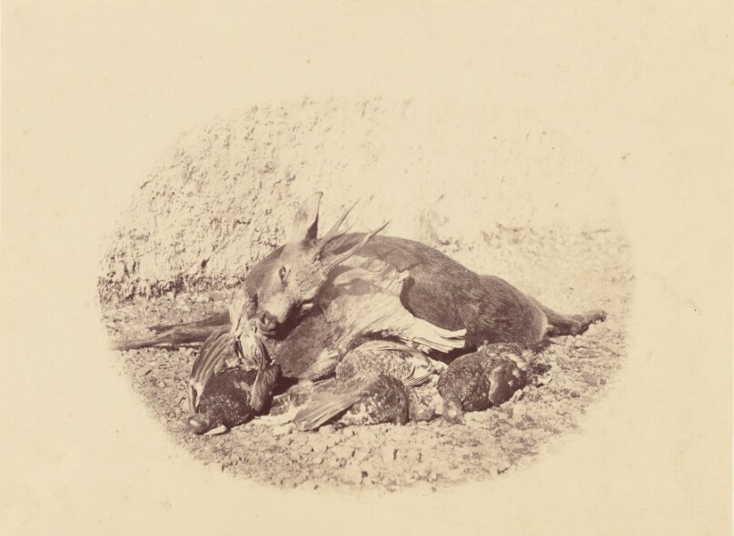 [Still Life with Dead Game]