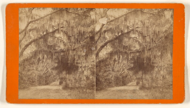 [Moss-covered trees]