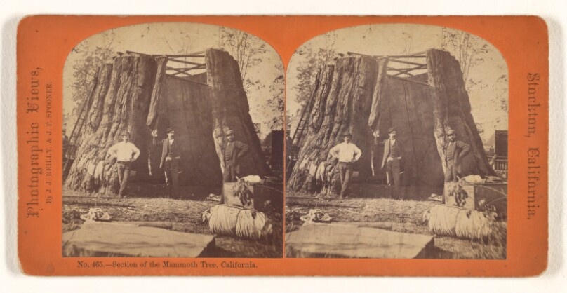 Section of the Mammoth Tree, California.