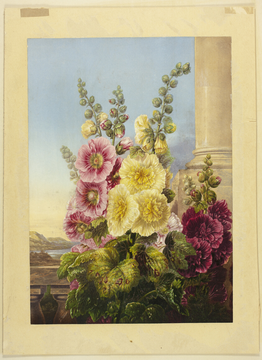 Hollyhocks