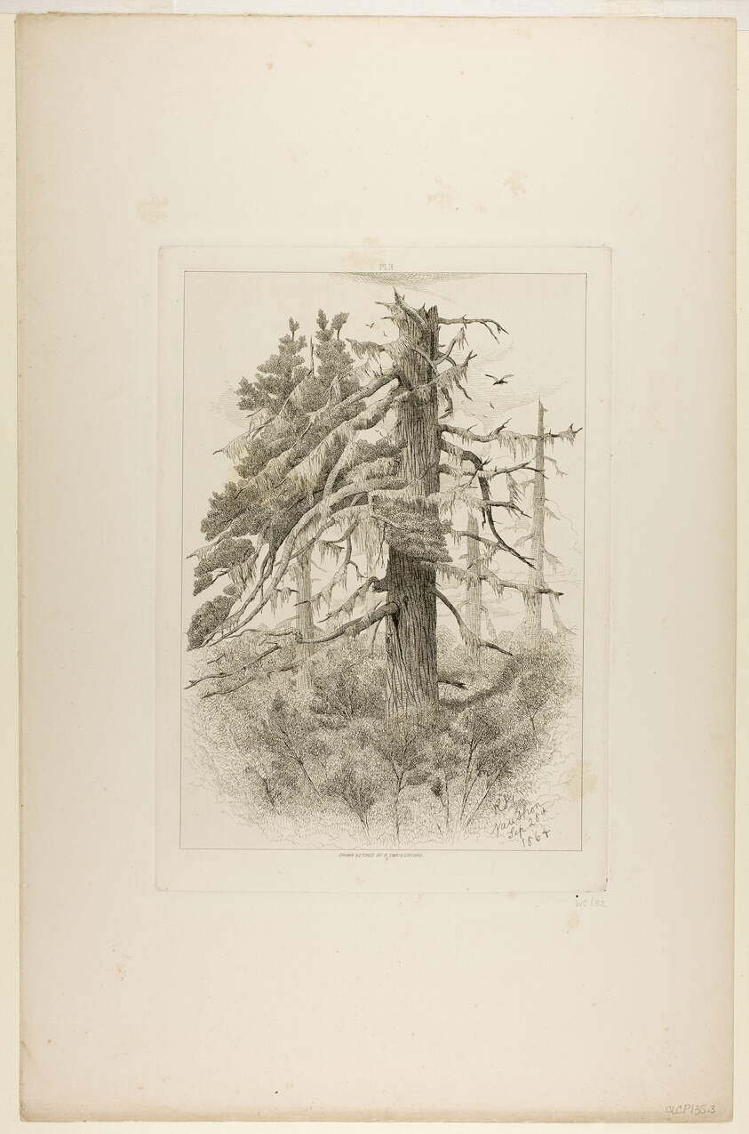 Old Trees at Naushon Island