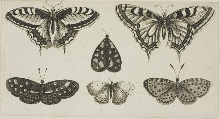 Five Butterflies and a Moth, from Diversae Insectorum...Figurae