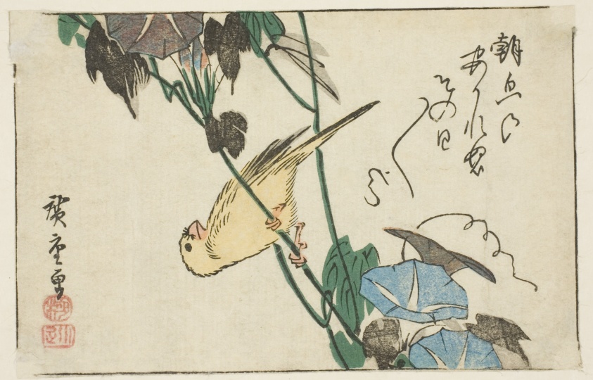Canary and morning glories