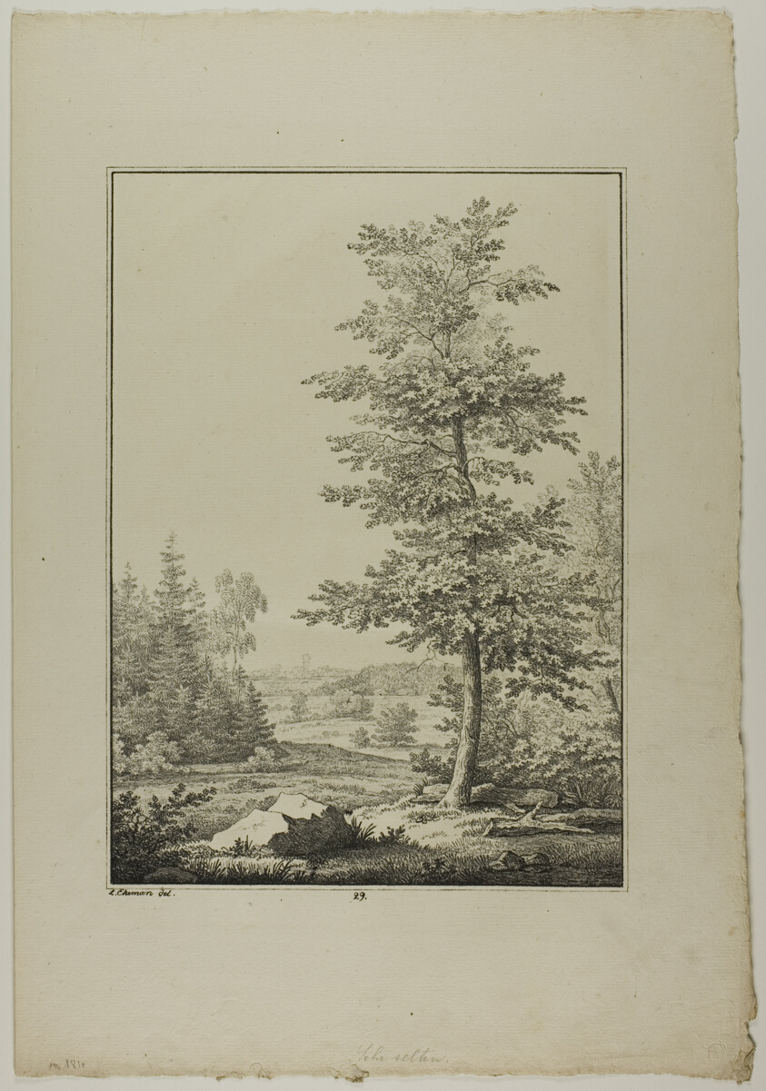 Plate 29 from Blatt Baum und Landschafts Studien