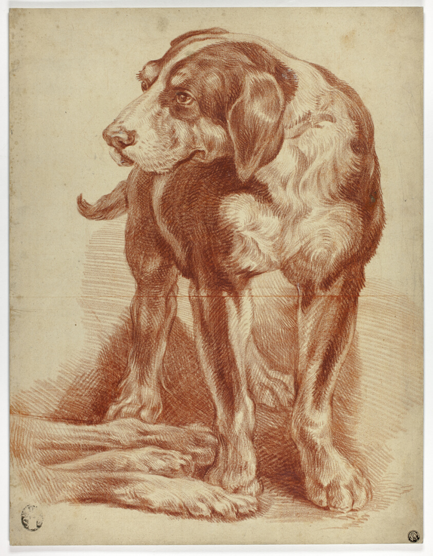 Hound Standing