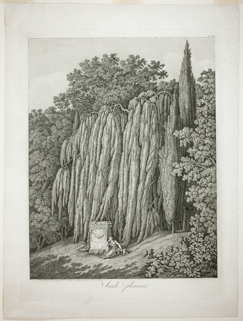 Weeping Willow