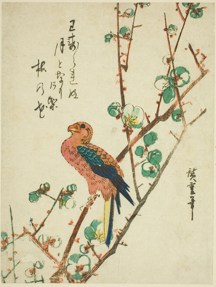 Parrot on plum tree