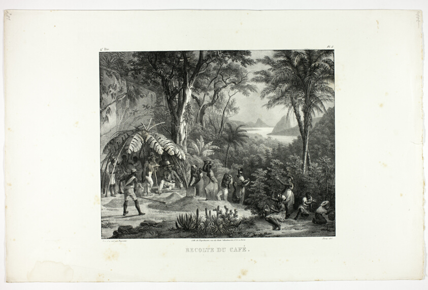Coffee Harvest, plate 8 from Customs and traditions of Negroes, volume 4 of Voyage pittoresque dans le Brésil