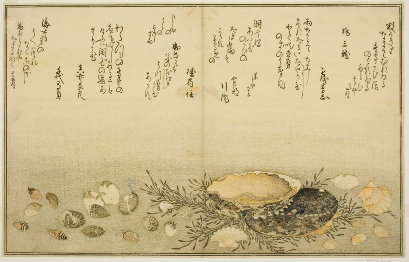 Chidori-gai, itaya-gai, awabi, utsuse-gai, asari-gai, and monoara-gai, from the illustrated book "Gifts from the Ebb Tide (Shiohi no tsuto)"