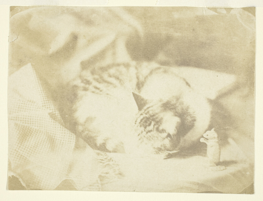 Mrs. Craik's Cat