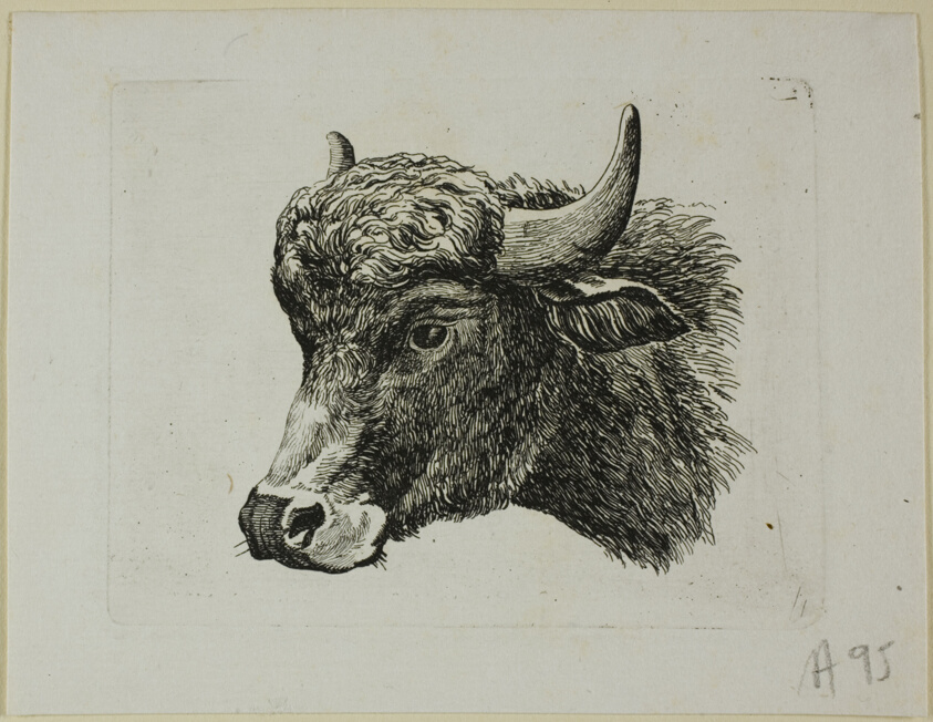 Buffalo Head Facing Left, from Die Zweite Thierfolge
