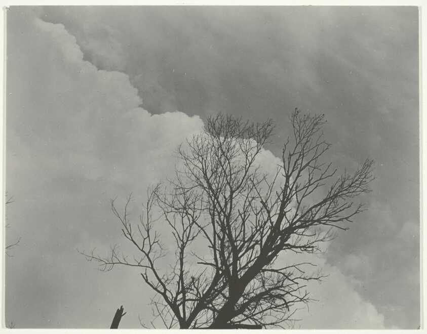 Tree Set 3