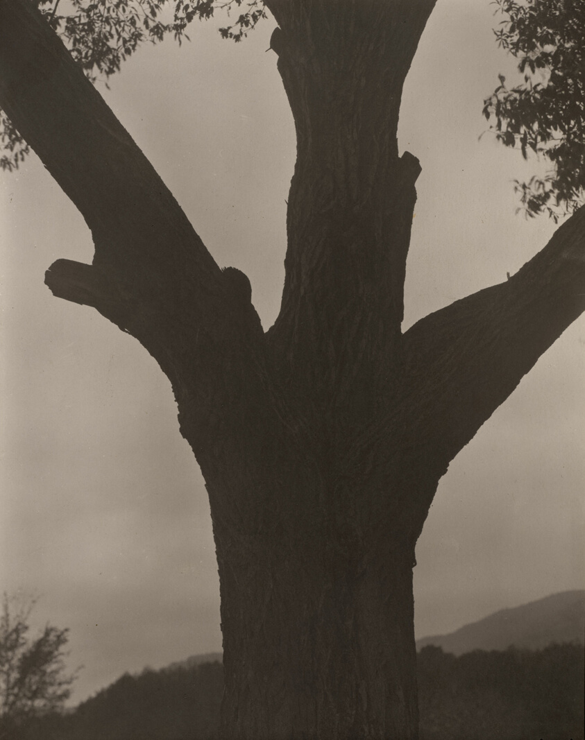 The Dying Chestnut