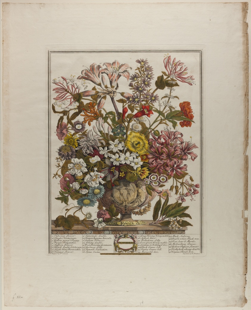 October, from Twelve Months of Flowers