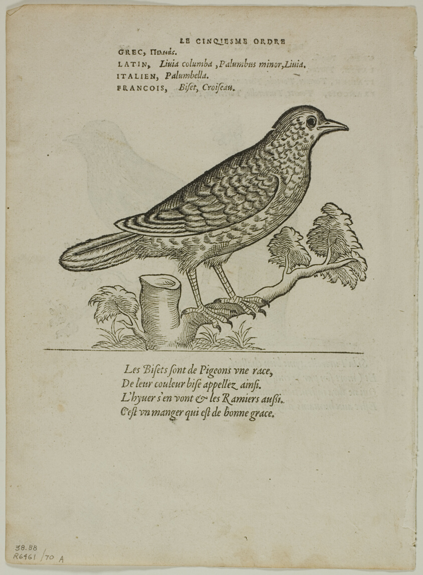 Leaf from Portraits d'Oyseaux, plate 70 from Woodcuts from Books of the XVI Century