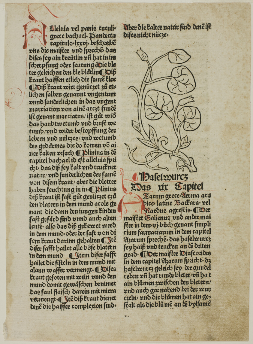 Hazelwort from Gart der Gesundheit (Garden of Health), Plate 16 from Woodcuts from Books of the 15th Century