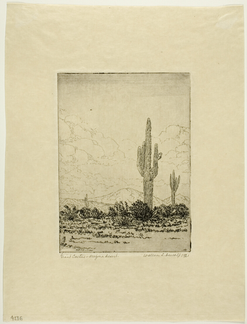Giant Cactus, Arizona Desert
