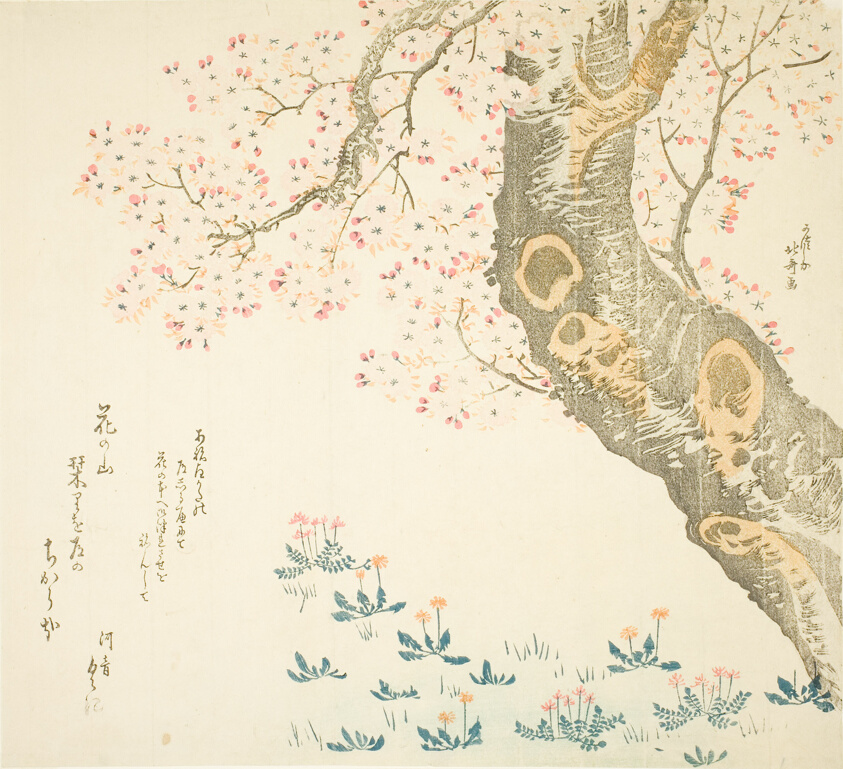 Dandelions and clovers beneath cherry tree