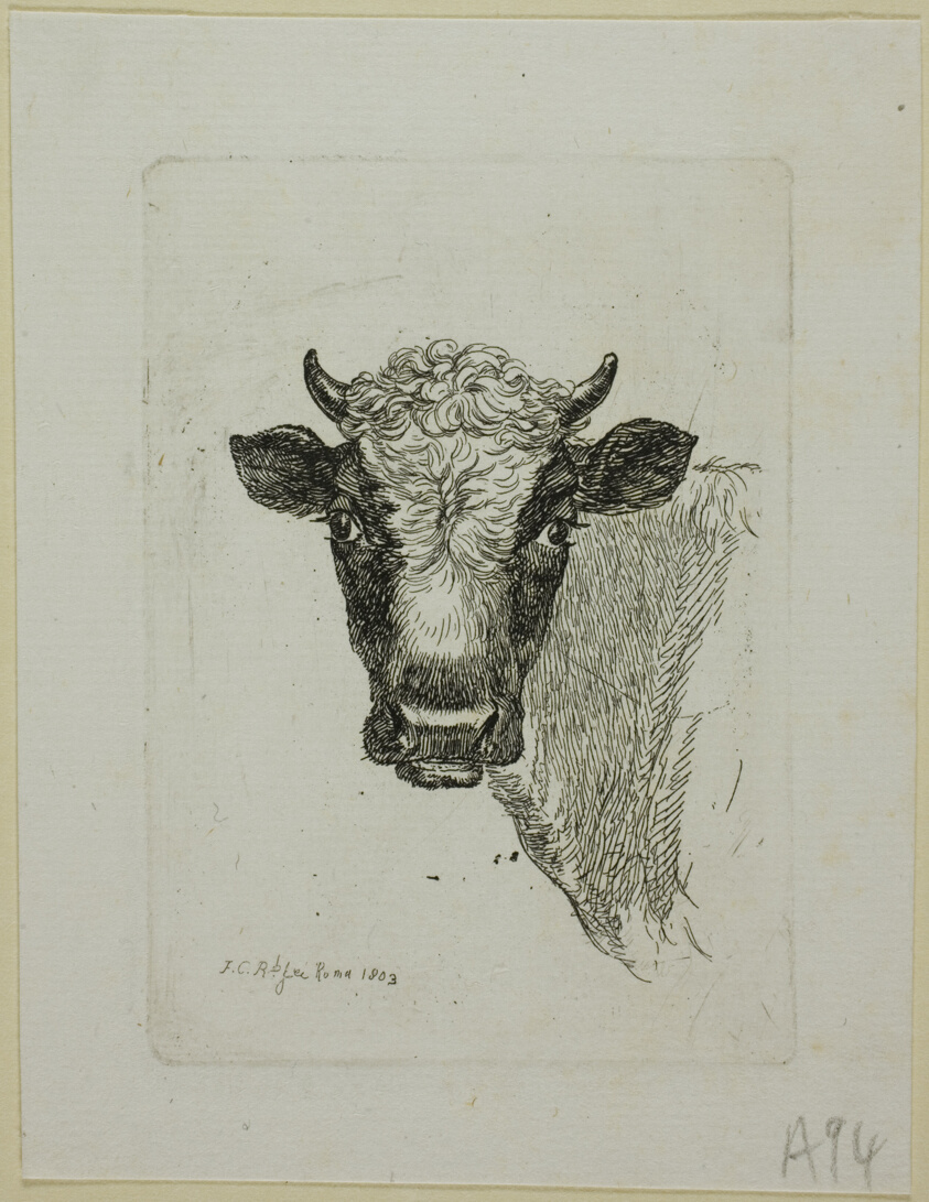 Head of a Young Bull, from Die Zweite Thierfolge