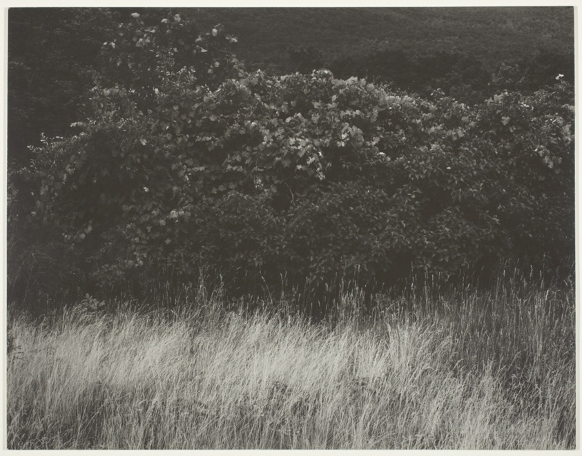 Hedge and Grasses - Lake George