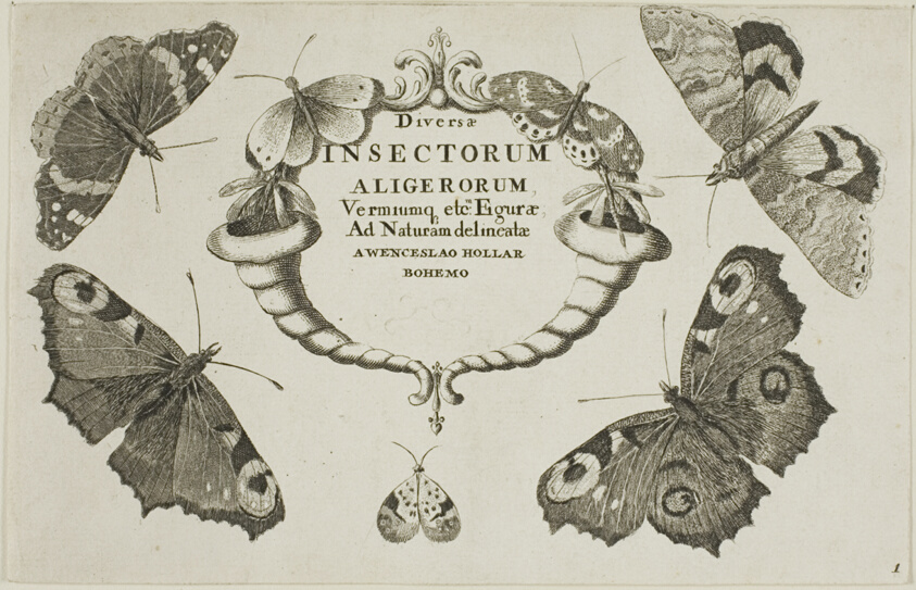 Title Page from Diversae Insectorum...Figurae