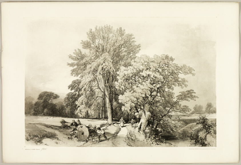 Abele and Oak, from The Park and the Forest