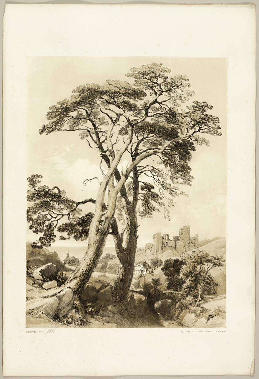 Scotch Fir, from The Park and the Forest