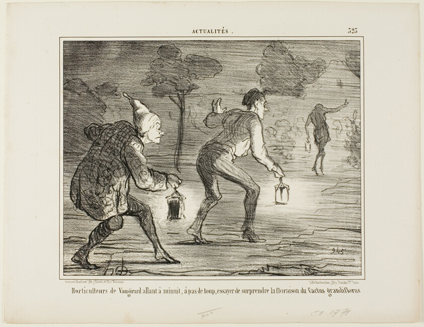 Horticulturists of Nanterre tiptoeing at midnight towards the cactus grandiflorus in order to surprise it in its blossoming, plate 323 from Actualités