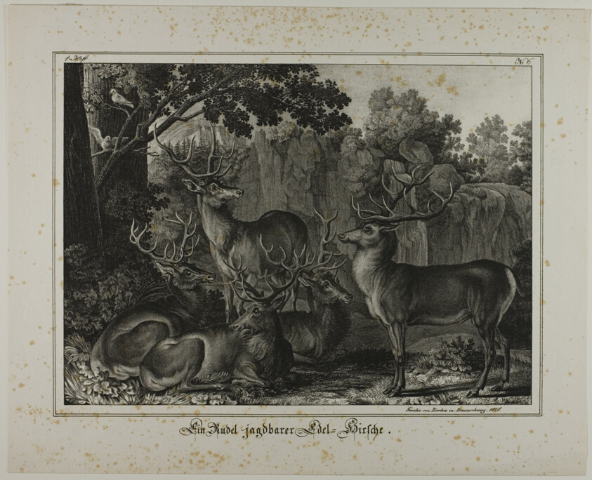 A Group of Red Deer