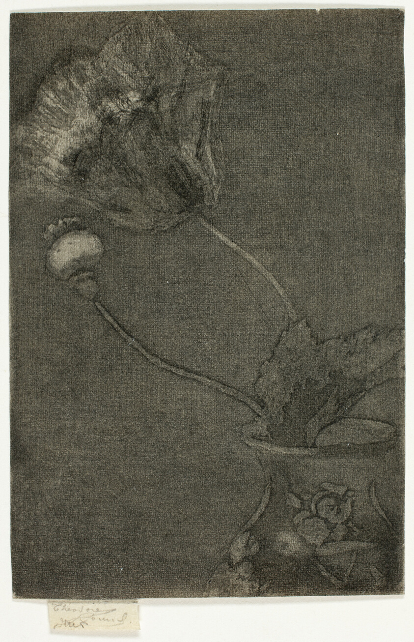 Poppy in a Vase
