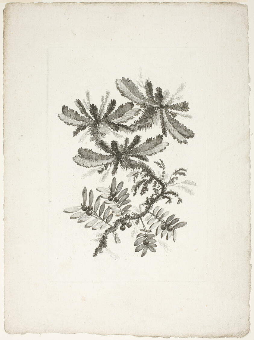 Bouquet, from Collection of New Flowers of Taste for the Manufacture of Persian Cloth, Invented and Drawn by Jean Pillement