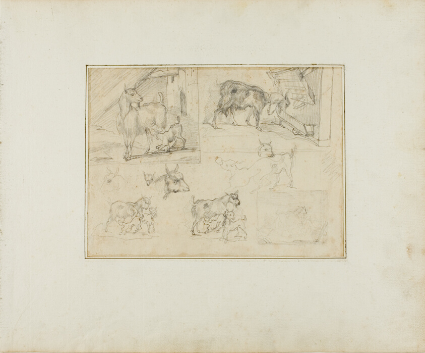 Sketches of Goats