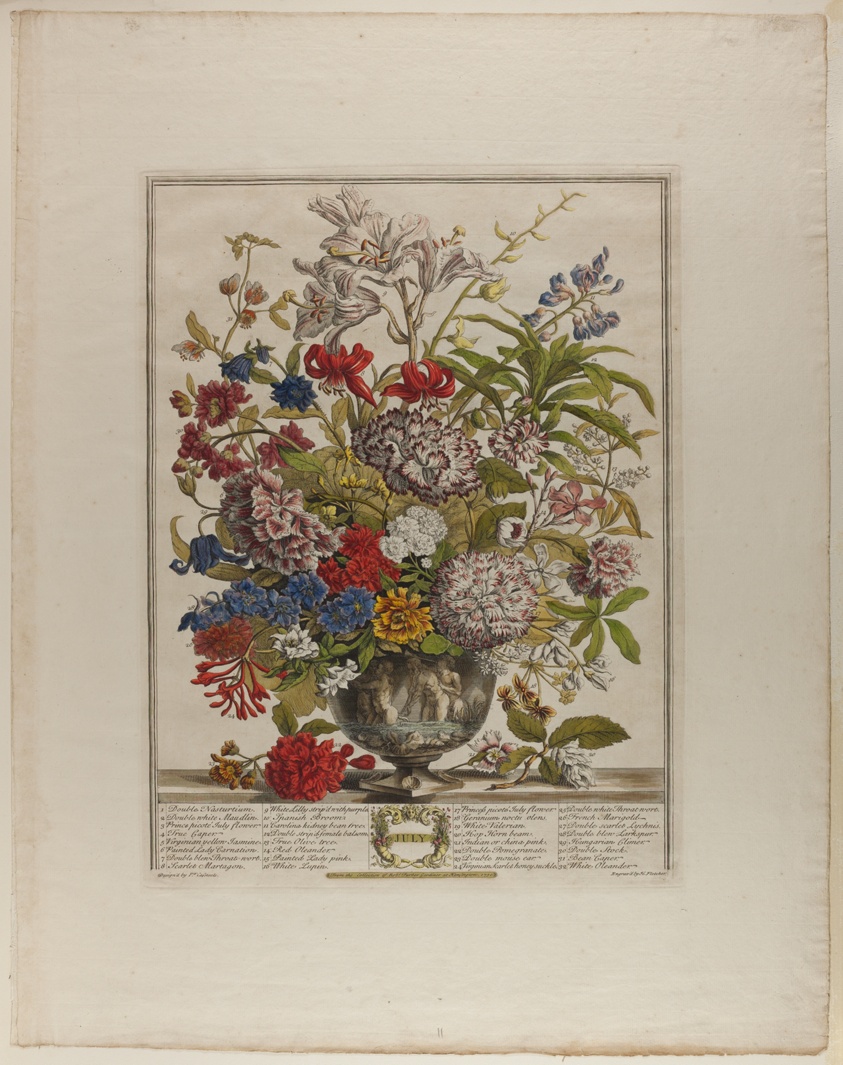 July, from Twelve Months of Flowers