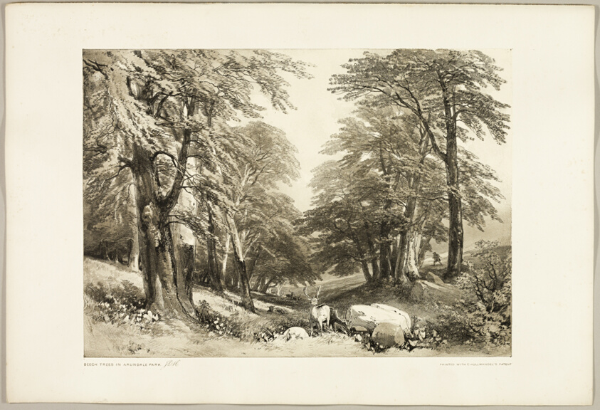Beech Trees in Arundale Park, from The Park and the Forest