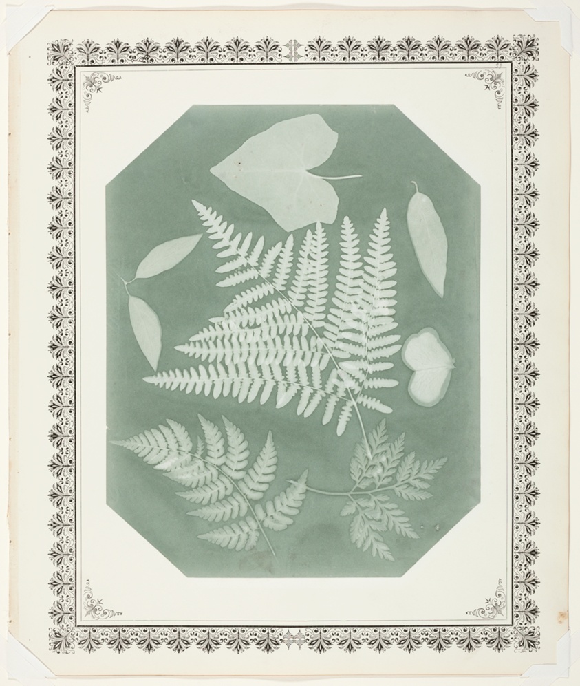Study of Leaves