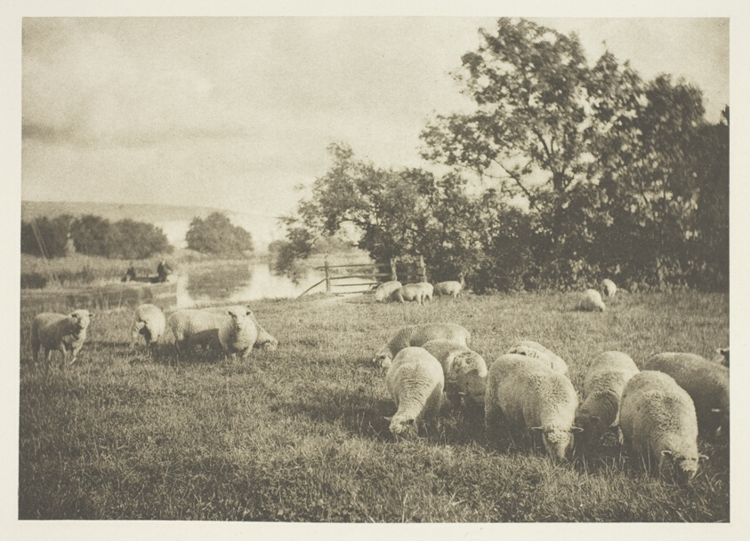 A Study of Sheep